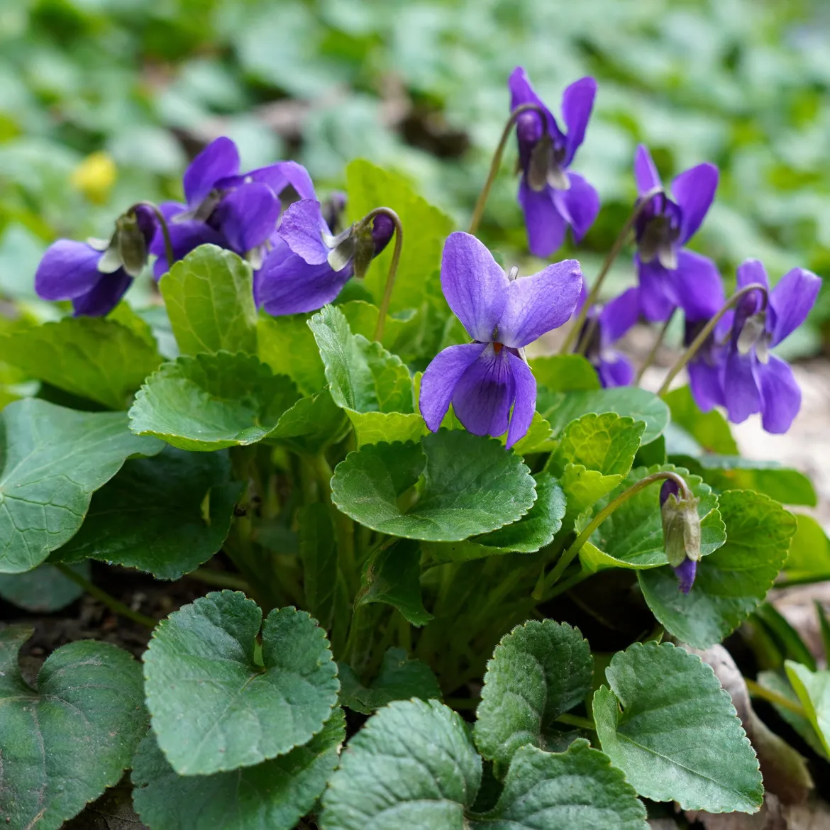 Violette odorante Königin Charlotte - Un parfum de printemps