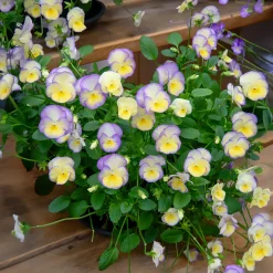 3 Violettes cornue Etain - Pensée - Fleurs douces tout l'été