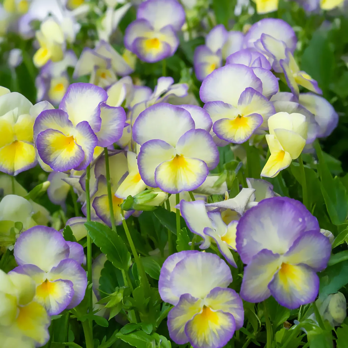 3 Violettes cornue Etain - Pensée - Fleurs douces tout l'été