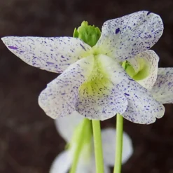 Violette vivace Freckles - Tapis de fleurs mouchetées