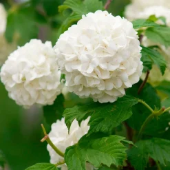 Viorne Boule de Neige - Des boules blanches au jardin