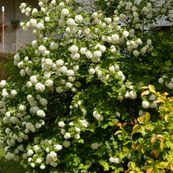 Viorne Boule de Neige - Des boules blanches au jardin