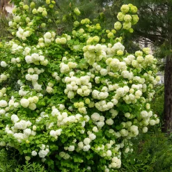 Viorne Boule de Neige - Des boules blanches au jardin