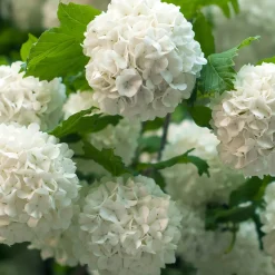 Viorne Boule de Neige - Des boules blanches au jardin
