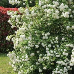 Viorne Boule de Neige - Des boules blanches au jardin