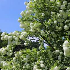 Viorne Boule de Neige - Des boules blanches au jardin