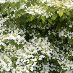 Viorne de Chine Watanabe - Floraison blanche tout l'été