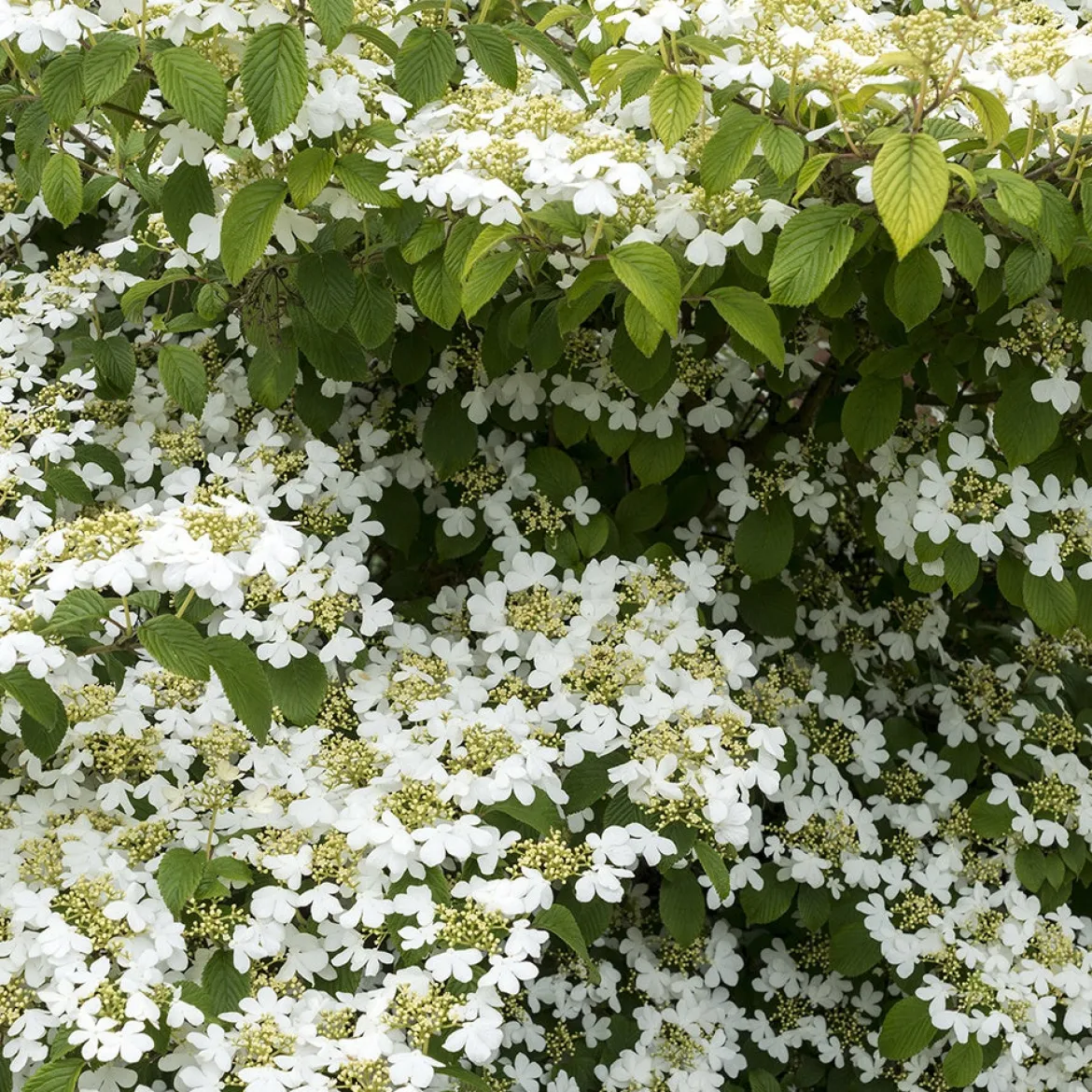 Viorne de Chine Watanabe - Floraison blanche tout l'été
