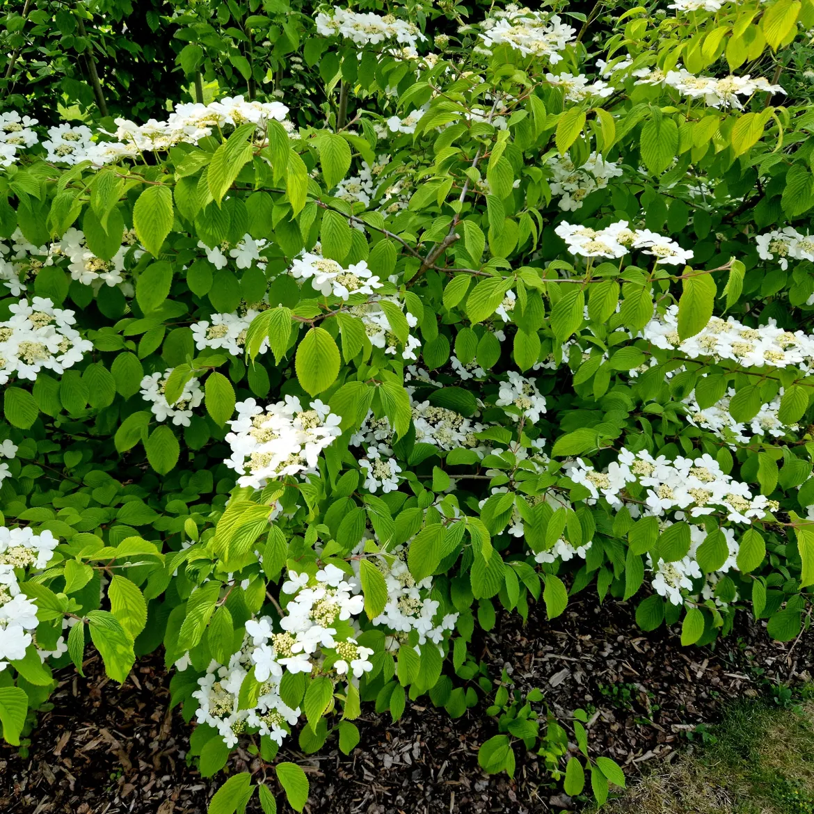 Viorne de Chine Watanabe - Floraison blanche tout l'été