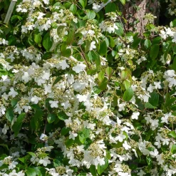 Viorne de Chine Watanabe - Floraison blanche tout l'été