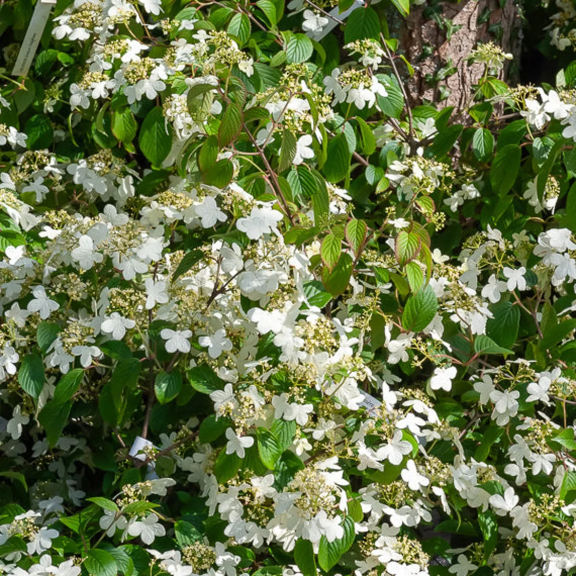 Viorne de Chine Watanabe - Floraison blanche tout l'été