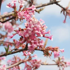 Viorne d'hiver 'Dawn' - Des fleurs parfumées en hiver