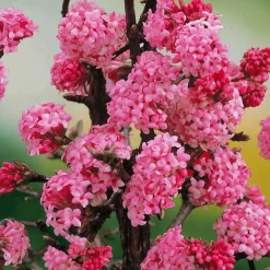 Viorne d'hiver 'Dawn' - Des fleurs parfumées en hiver