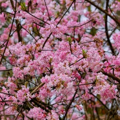 Viorne d'hiver 'Dawn' - Des fleurs parfumées en hiver