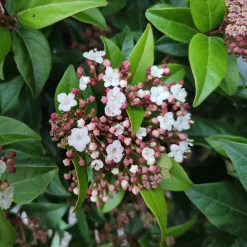 Viorne naine Spirit - Fleurit même en hiver
