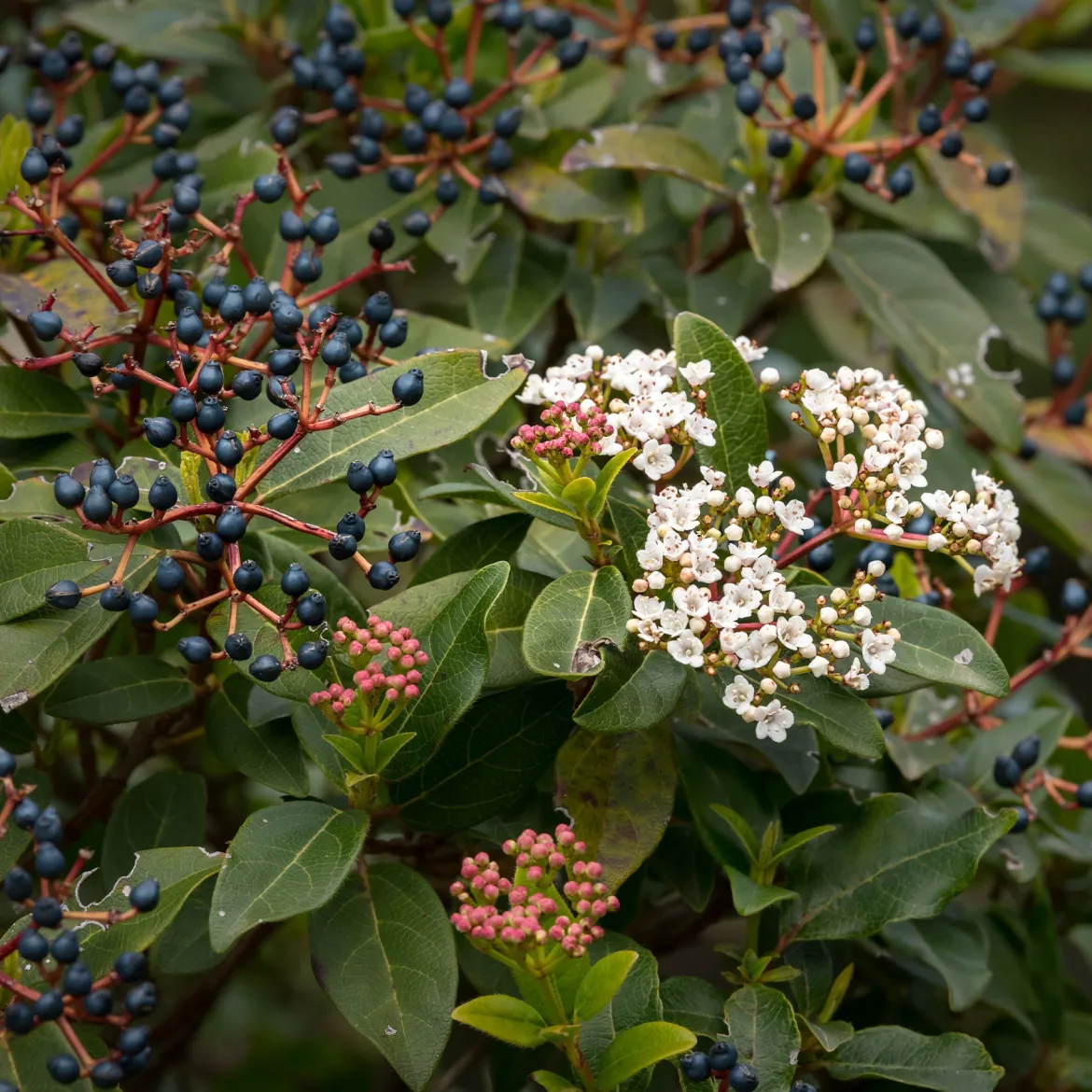 Viorne tin - Des fleurs même en hiver