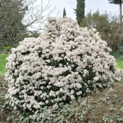 Viorne tin - Des fleurs même en hiver