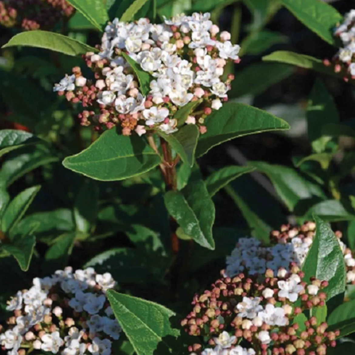 Viorne tin - Des fleurs même en hiver