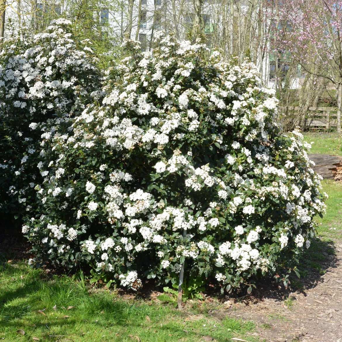 Viorne tin - Des fleurs même en hiver