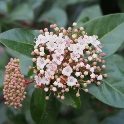 Viorne tin - Des fleurs même en hiver