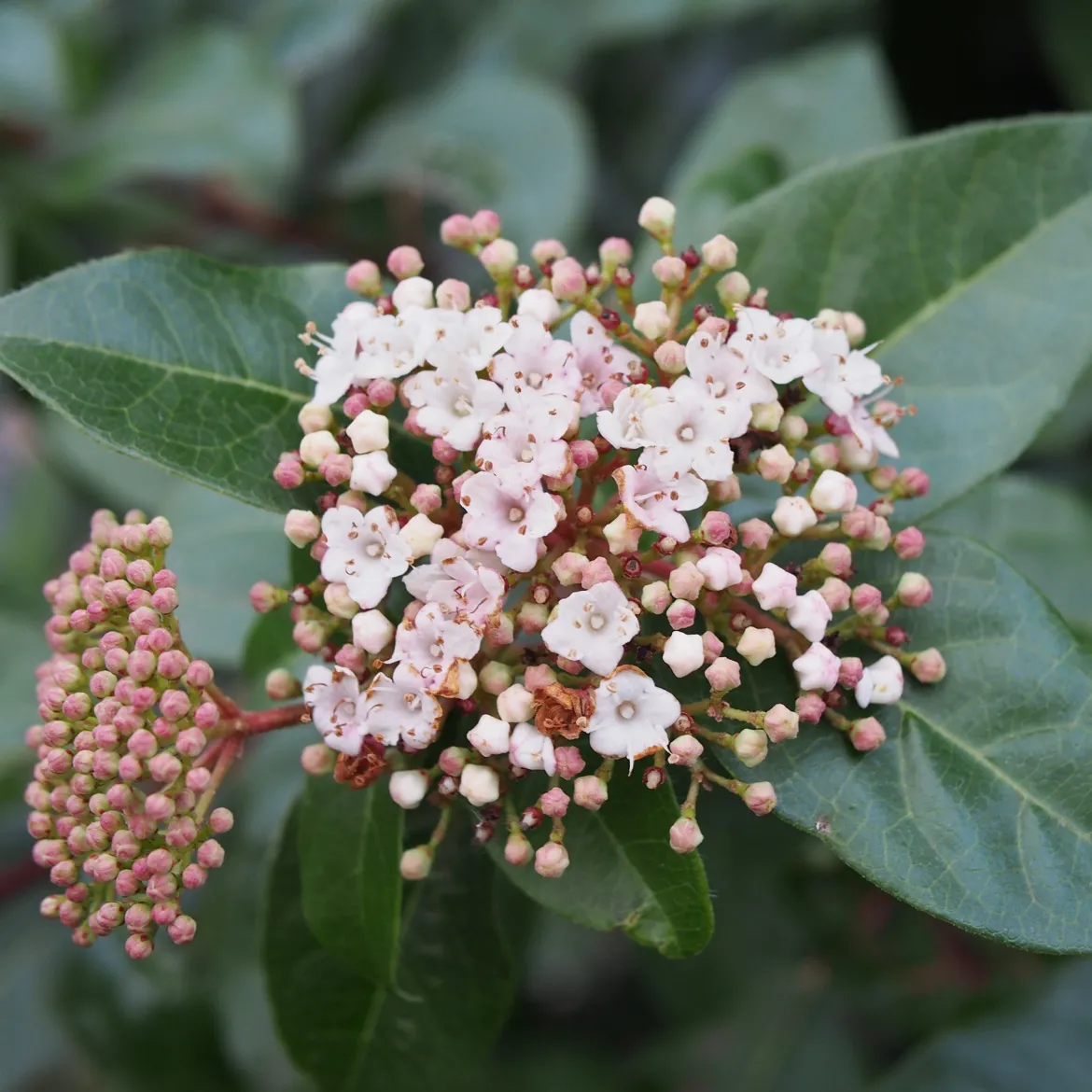 Viorne tin - Des fleurs même en hiver