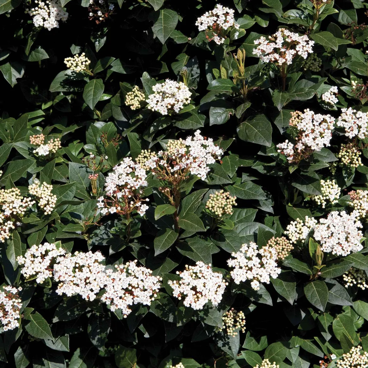 Viorne tin - Des fleurs même en hiver