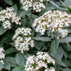 Viorne tin Eve price - Fleurit même en hiver