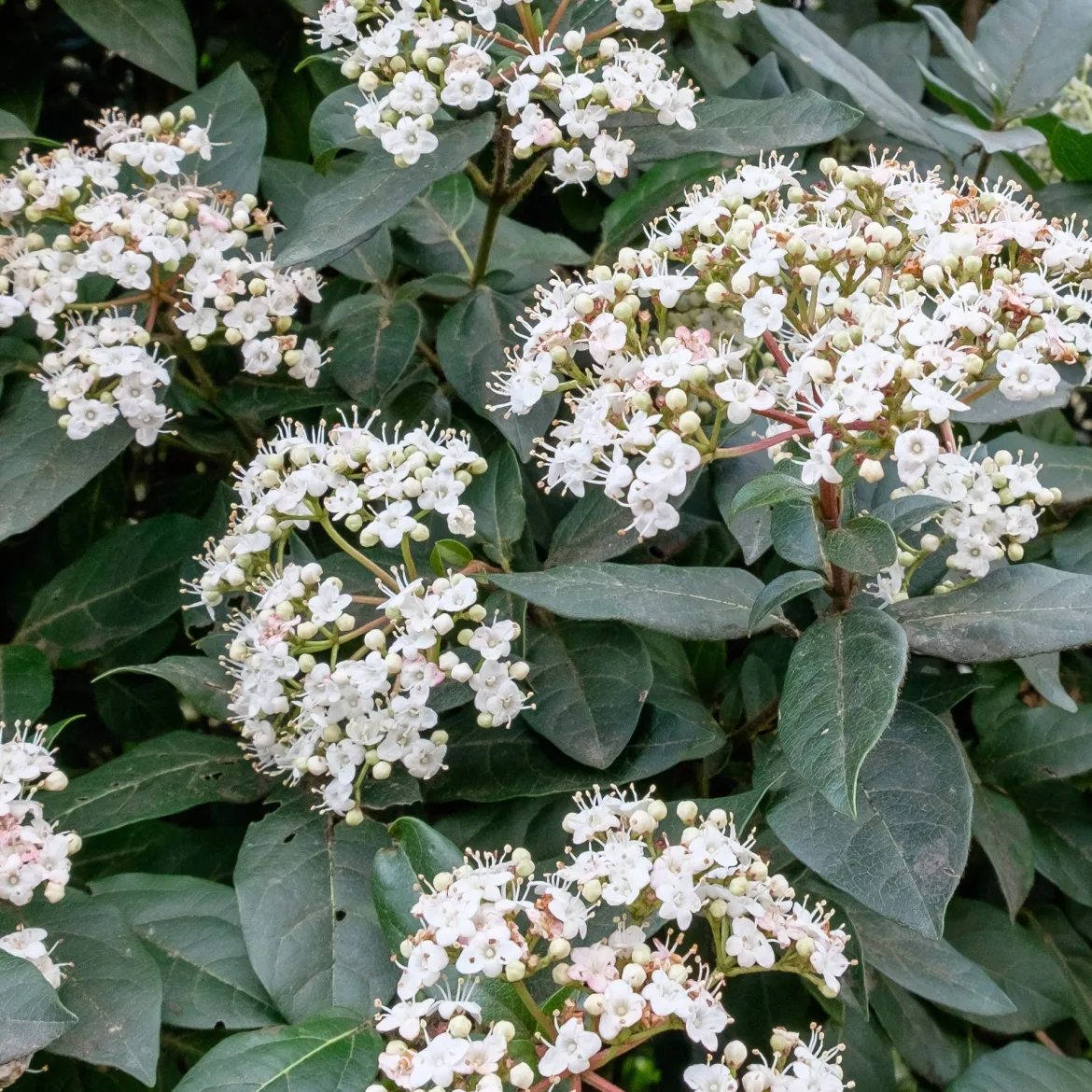 Viorne tin Eve price - Fleurit même en hiver