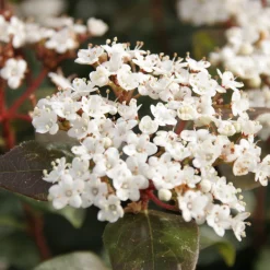 Viorne tin Eve price - Fleurit même en hiver