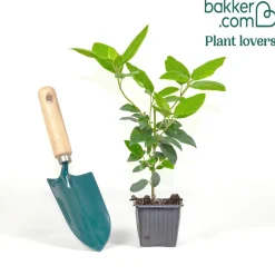 Viorne tin Eve price - Fleurit même en hiver