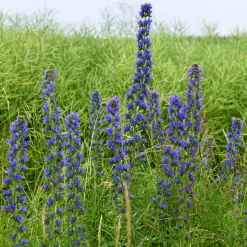 Vipérine commune - Un aimant à abeilles