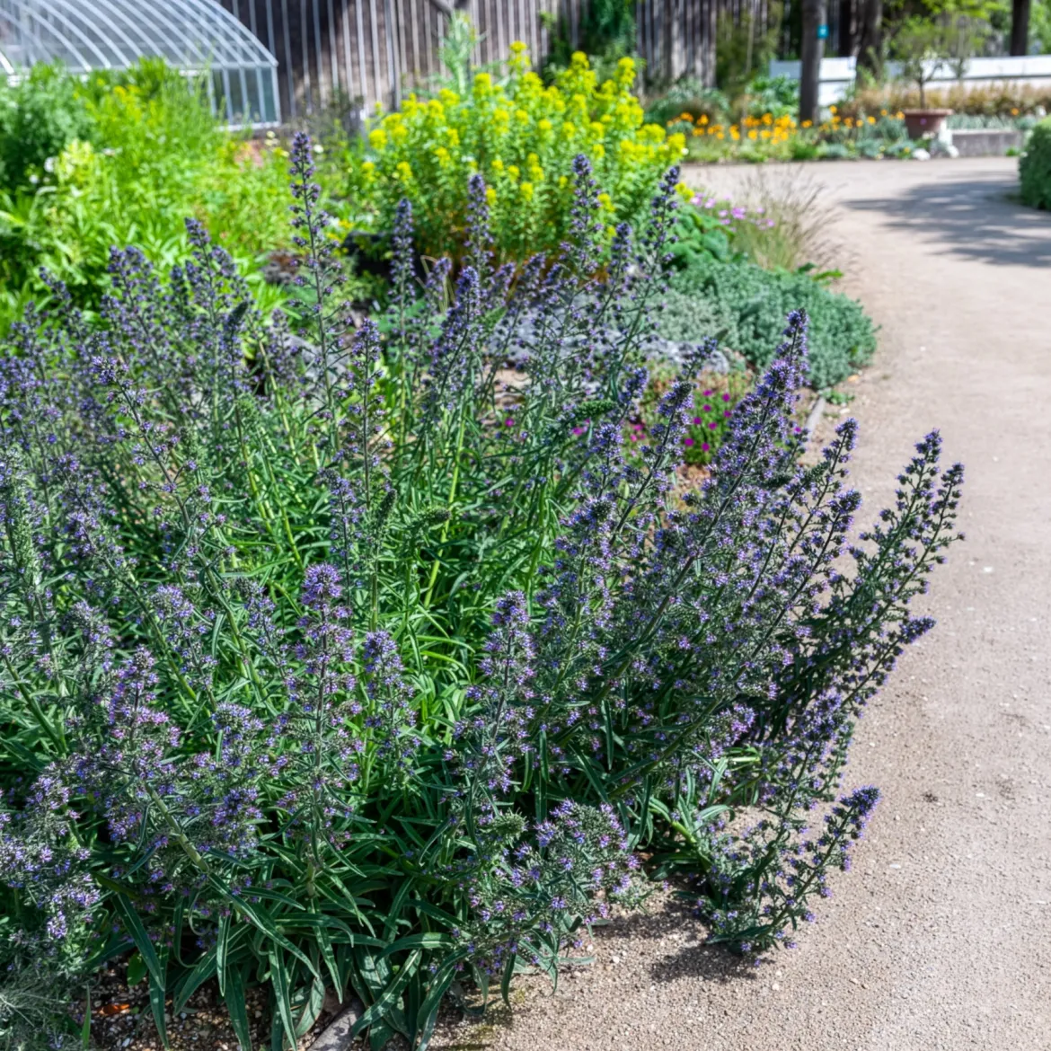 Vipérine commune - Un aimant à abeilles
