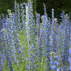 Vipérine commune - Un aimant à abeilles