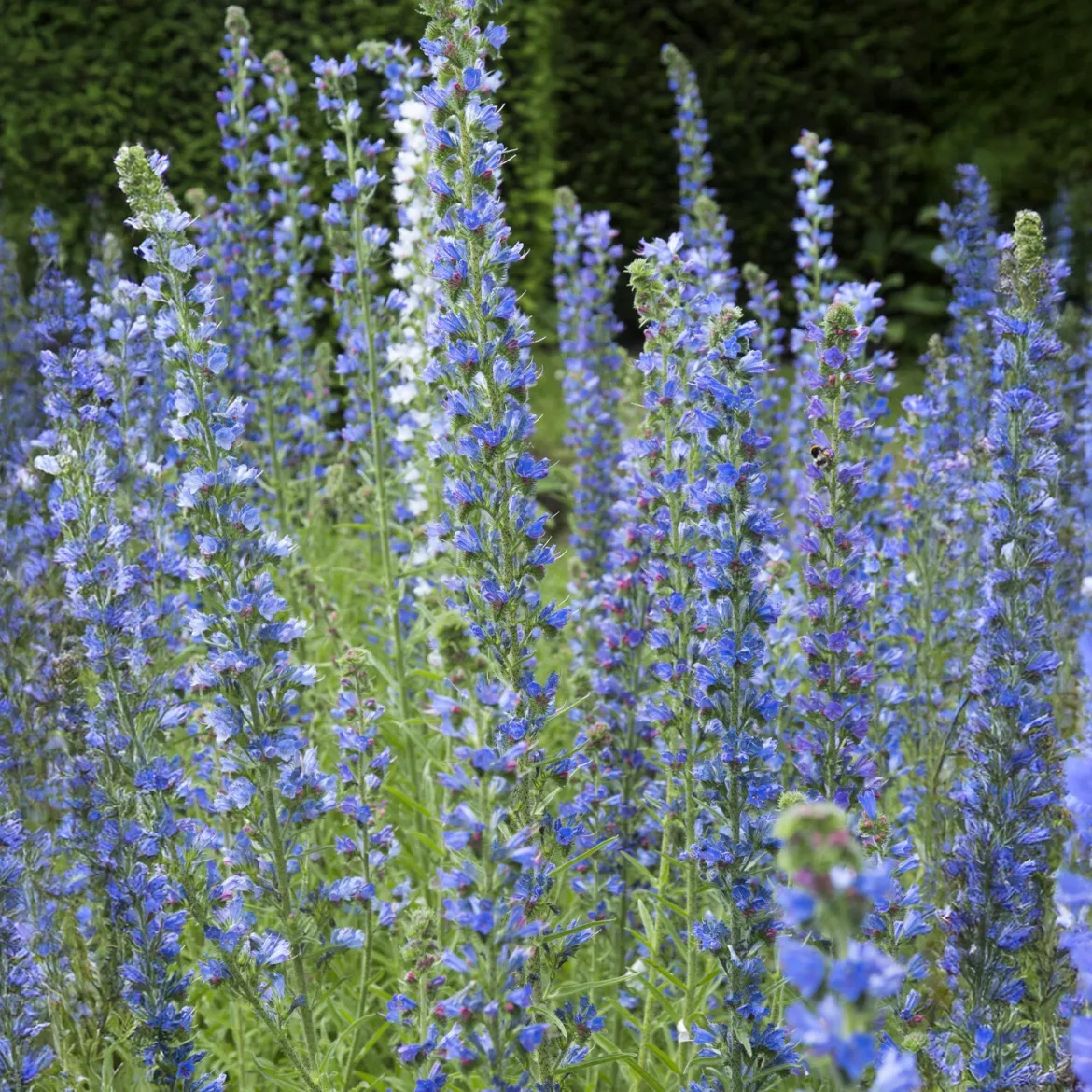 Vipérine commune - Un aimant à abeilles