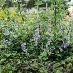 Vitex x Chicagoland Blues 'Daniel Searl' - Le bleu qui dure tout l'été