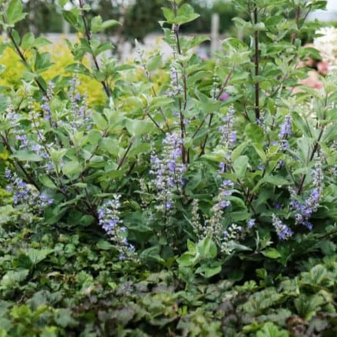Vitex x Chicagoland Blues 'Daniel Searl' - Le bleu qui dure tout l'été