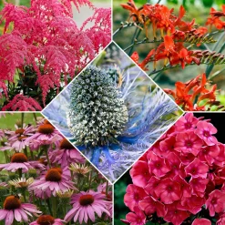 14 Vivaces Bees and Butterflies en mélange - Un jardin plein de vie