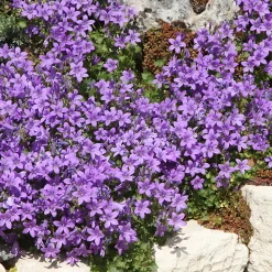 Vivaces Bleues et Blanches - Un massif bleu tout l'été