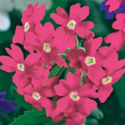 3 Vivaces couleurs pastel en mélange - Un balcon fleuri sans effort