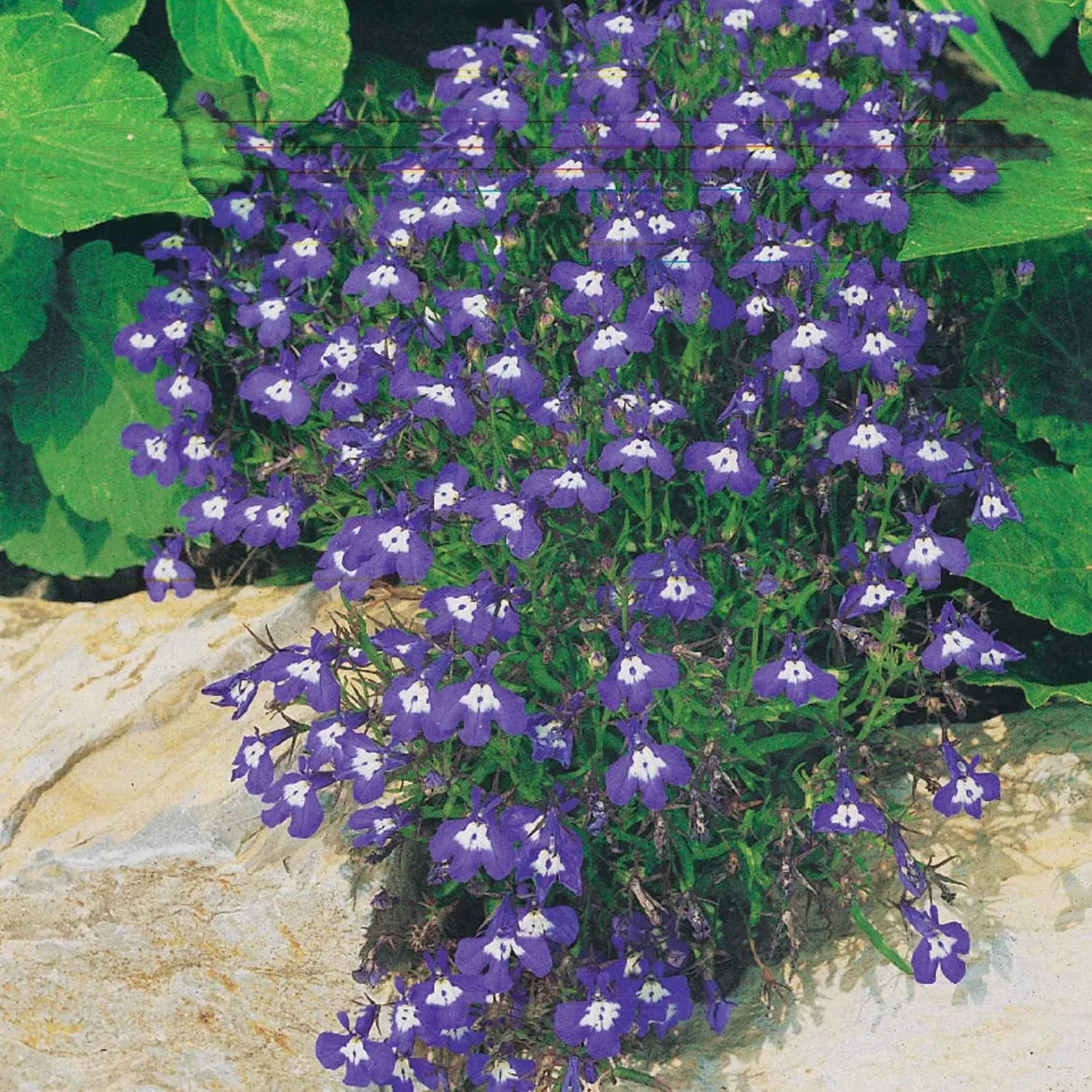 3 Vivaces couleurs pastel en mélange - Un balcon fleuri sans effort