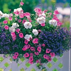 3 Vivaces couleurs pastel en mélange - Un balcon fleuri sans effort