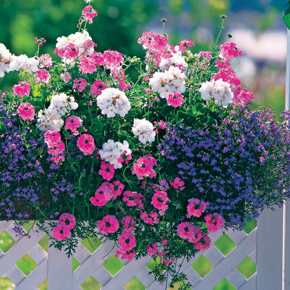 3 Vivaces couleurs pastel en mélange - Un balcon fleuri sans effort