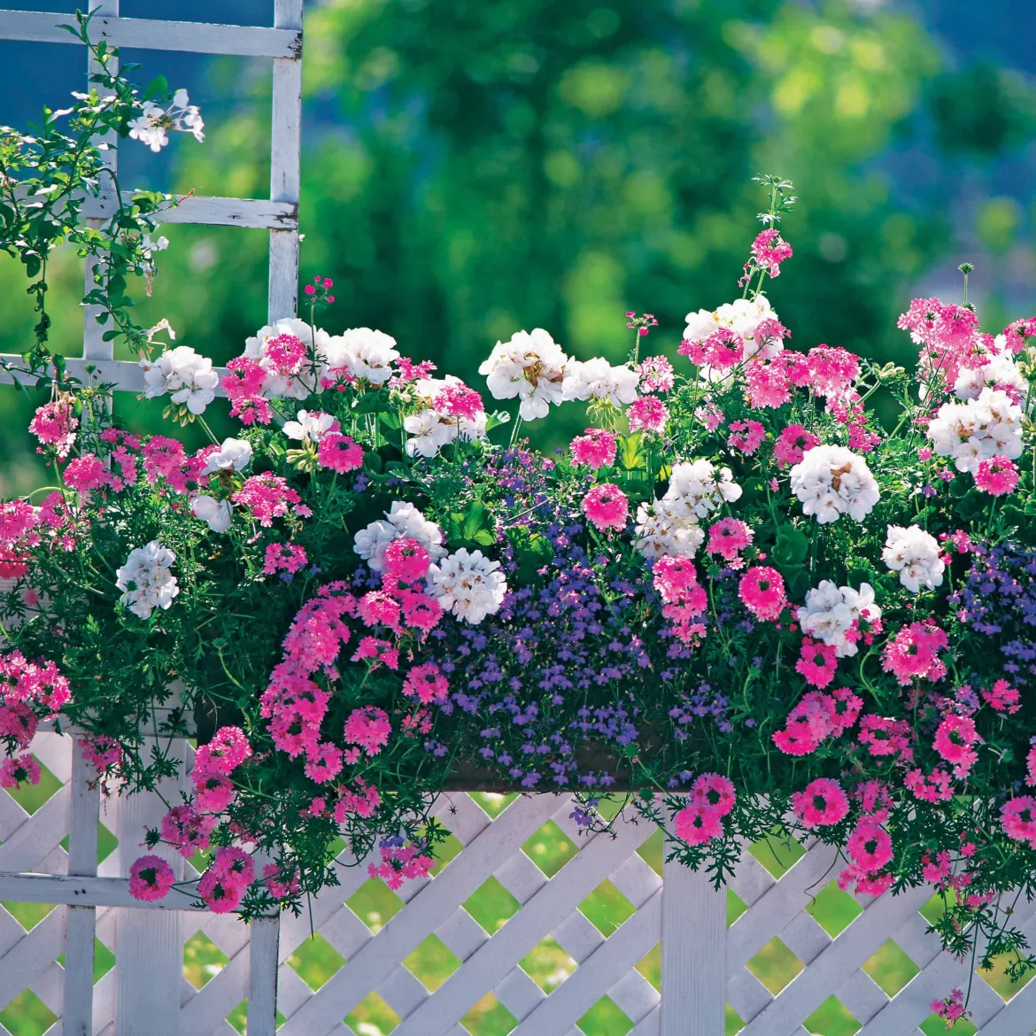 3 Vivaces couleurs pastel en mélange - Un balcon fleuri sans effort