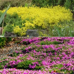 4 vivaces couvre-sol pour rocaille - Un tapis fleuri sans effort