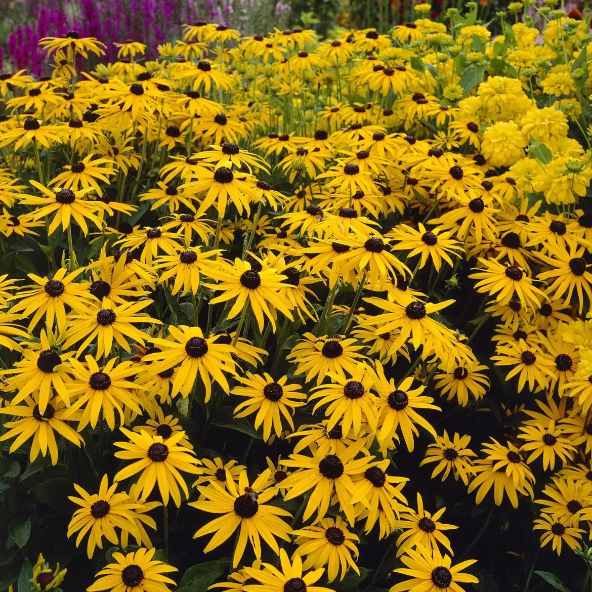 5 Vivaces pour massif champêtre - Un massif fleuri sans effort