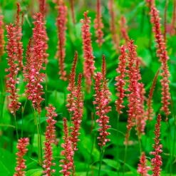 5 Vivaces pour massif champêtre - Un massif fleuri sans effort