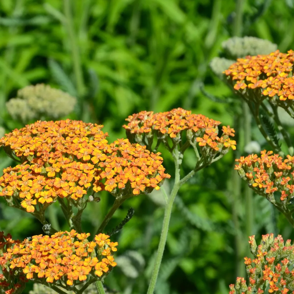 5 Vivaces pour massif champêtre - Un massif fleuri sans effort