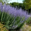 5 Vivaces pour massif ensoleillé - Un massif fleuri sans effort
