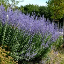 5 Vivaces pour massif ensoleillé - Un massif fleuri sans effort