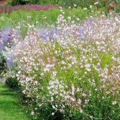5 Vivaces pour massif ensoleillé - Un massif fleuri sans effort